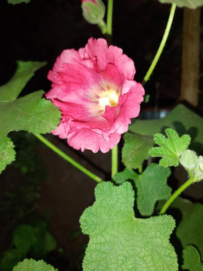 Trimurti Holiday Home Panchgani Exteriér fotografie